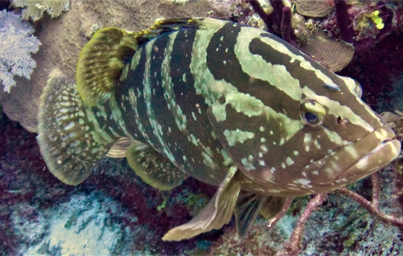 Nassau Grouper. CREDIT: T. McClanahan/WCS